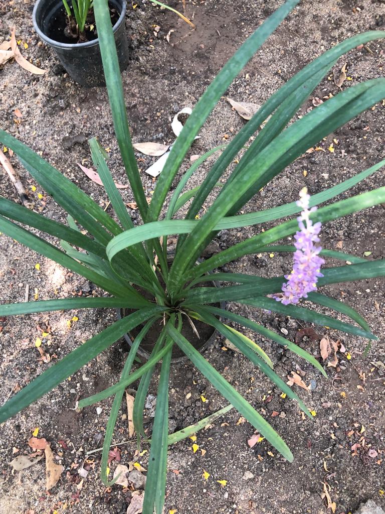 Liriope spicata